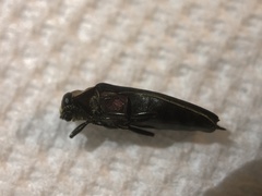 Agrilus fuscipennis