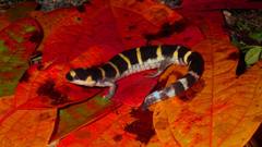 Ambystoma annulatum