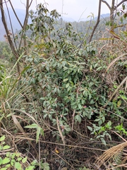 Rhododendron latoucheae