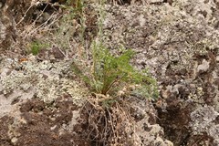 Kitagawia baicalensis