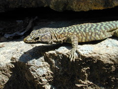 Archaeolacerta bedriagae