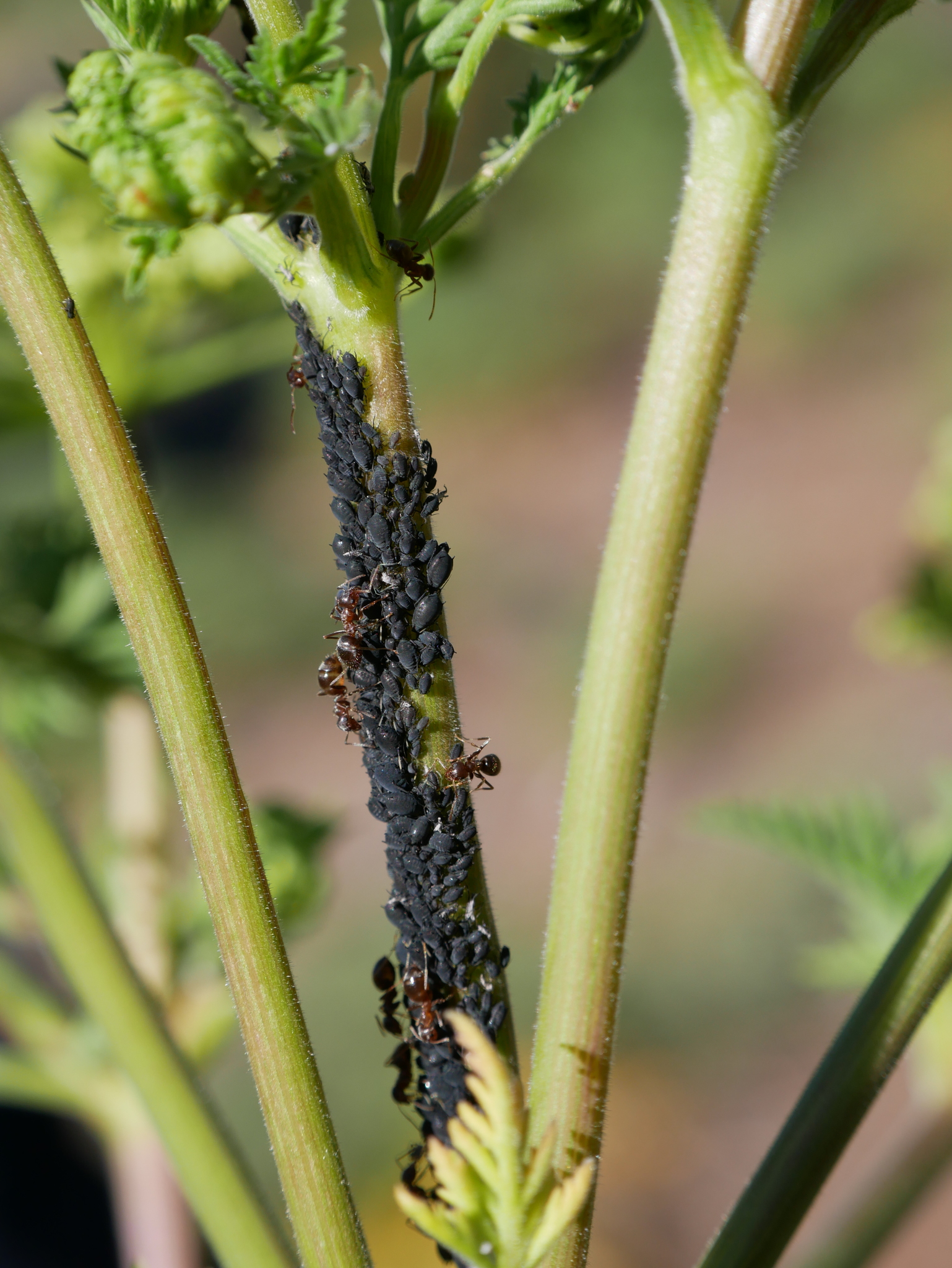 Lasius grandis