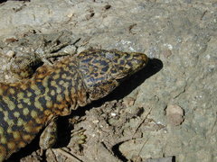 Archaeolacerta bedriagae