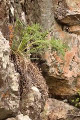 Kitagawia baicalensis