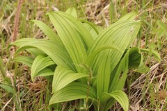 Veratrum nigrum