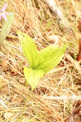 Veratrum nigrum