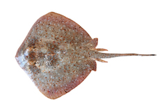 Ningaloo Maskray photo 3