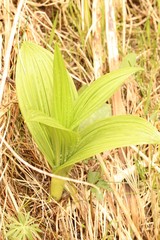 Veratrum nigrum