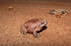 Physalaemus nattereri