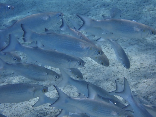 White Mullet