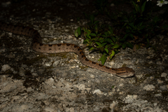 Protobothrops elegans
