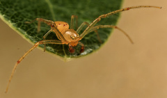 Diaea puncta