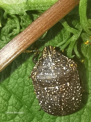 Psacasta exanthematica