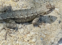 Sceloporus occidentalis