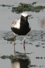 Pluvialis squatarola