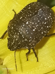 Psacasta exanthematica