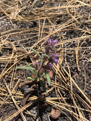 Phacelia austromontana