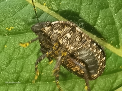 Psacasta exanthematica