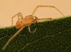Diaea puncta