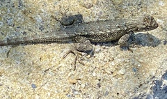 Sceloporus occidentalis
