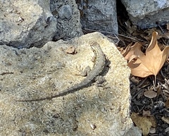 Sceloporus occidentalis