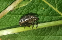 Psacasta exanthematica