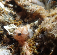 Buffalo Sculpin photo 4