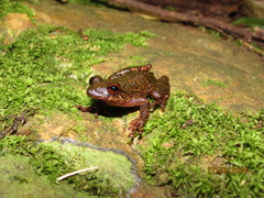 Scinax longilineus