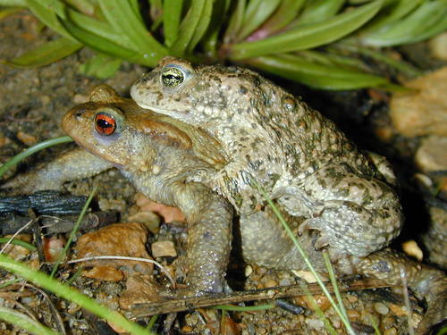 Natterjack Toad