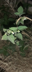 Solanum nigrum