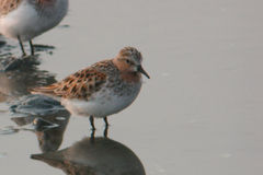 Calidris ruficollis