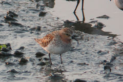 Calidris ruficollis