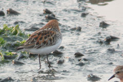 Calidris ruficollis