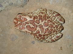 Sclerophrys mauritanica