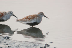 Calidris alpina