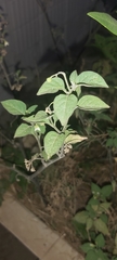 Solanum nigrum