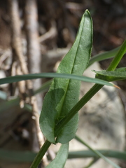 Cynoglossum pustulatum