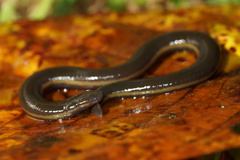 Ichthyophis