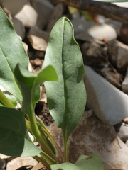 Cynoglossum pustulatum
