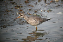 Tringa brevipes