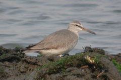 Tringa brevipes