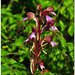 Himantoglossum comperianum - Photo (c) Katerina Kashirina, μερικά δικαιώματα διατηρούνται (CC BY-NC), uploaded by Katerina Kashirina