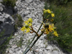 Ruta angustifolia