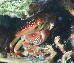 Carpilius corallinus