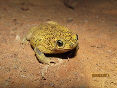 Rhinella mirandaribeiroi