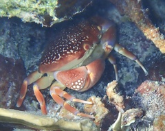 Carpilius corallinus