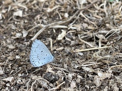 Celastrina lavendularis himilcon