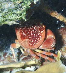 Carpilius corallinus