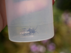 Melecta curvispina