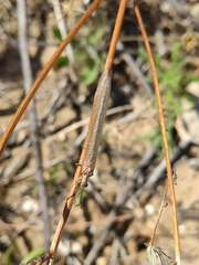 Creoleon lugdunensis